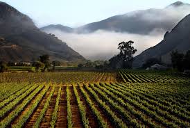 vineyard_california.jpeg